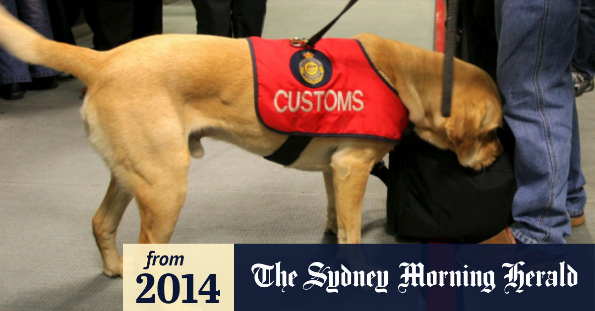 papers 198889 frisksearching of suspected drug smugglers